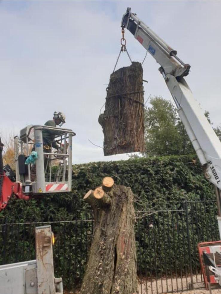 Tree Services Harlow